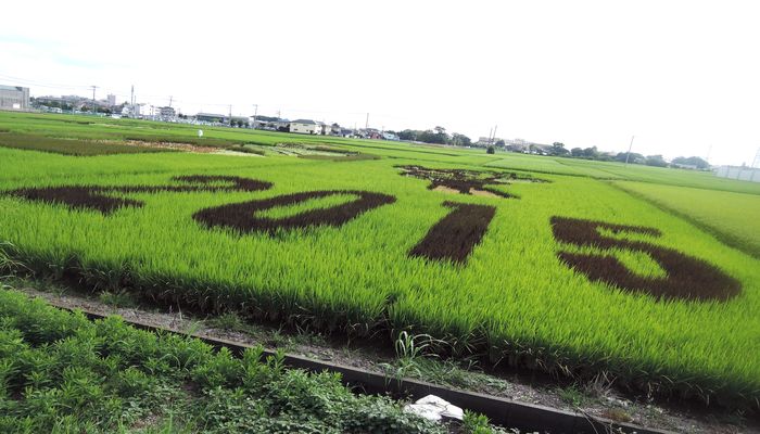田んぼアート会場