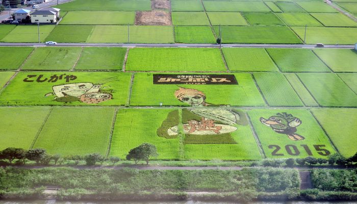 こしがや田んぼアート2015