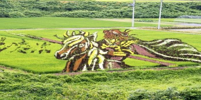 田んぼアート
