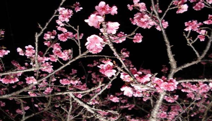 今帰仁城跡の夜桜
