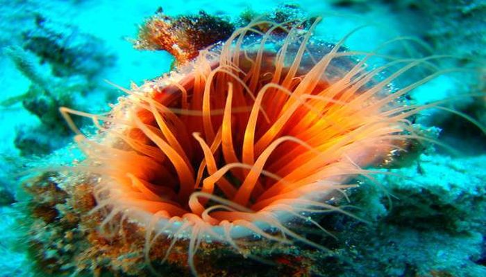 珊瑚とイソギンチャク