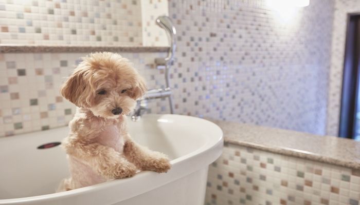 愛犬用浴室