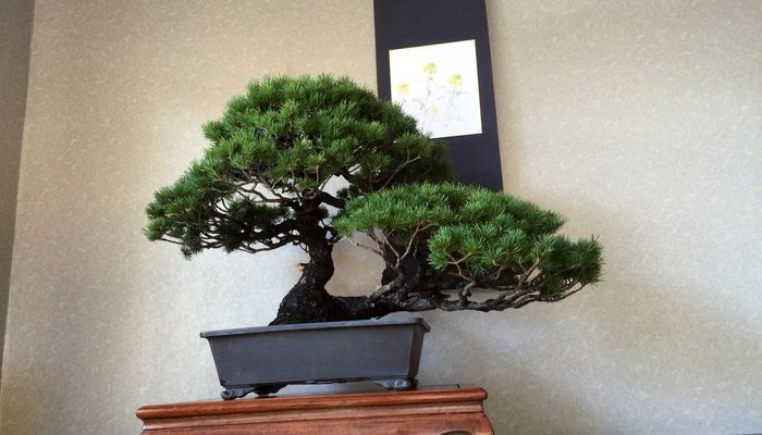 五葉松の盆栽