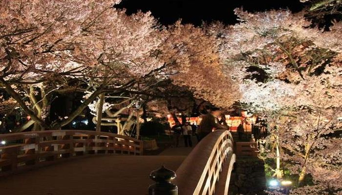 高遠城趾公園の夜桜